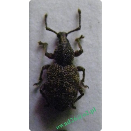 Otiorhynchus raucus (Fabricius, 1776) Opuchlak chropawiec